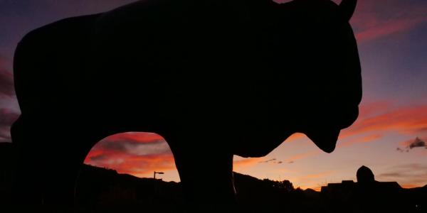 Buffalo in the sunset