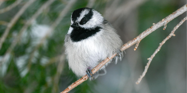 A chickadee bird perched on a branch