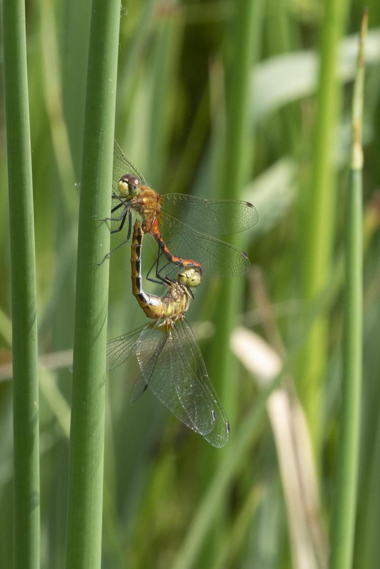 Male whitefaced meadowhawk