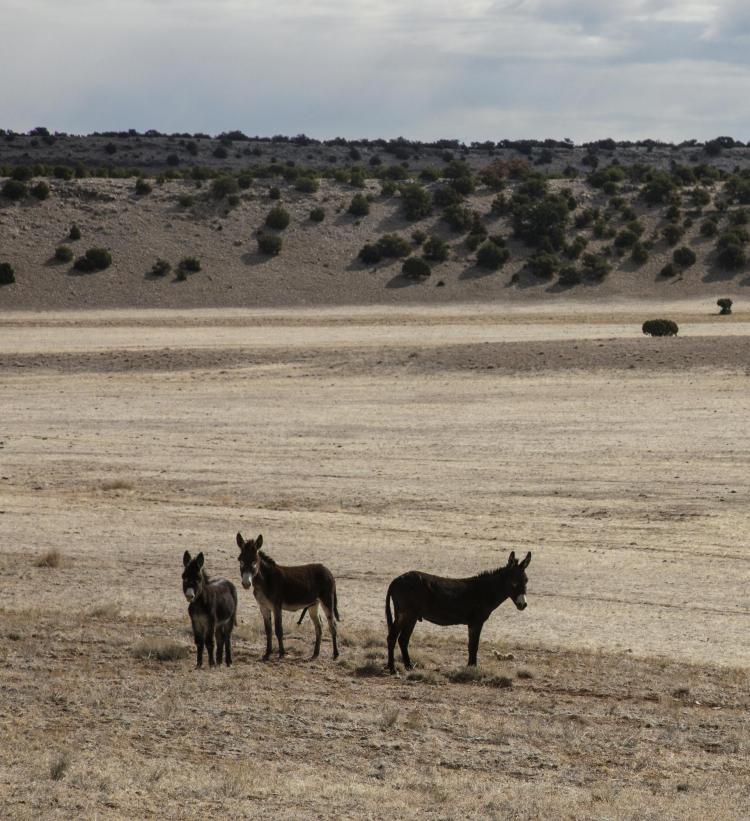 Wild Burro - donkey - DesertUSA