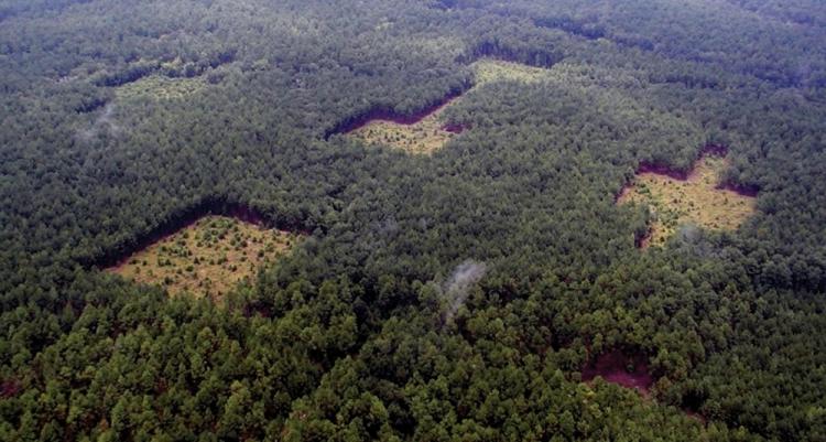 aerial view of wildlife corridors