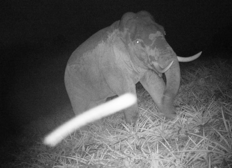 elephant in pineapple field at night