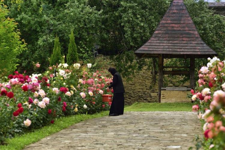 A monk tends to a rose garden at Probota Monastery, Bukovina, Romania. DEA / ALBERT CEOLAN / Contributor/De Agostini Collections via Getty