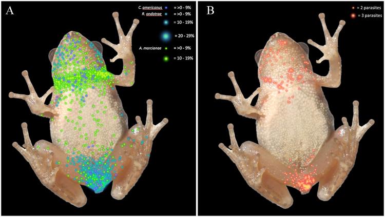 Heatmap showing trematode infection in frogs