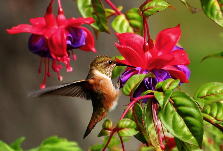 brown hummingbird feeding in fuchsia blooms