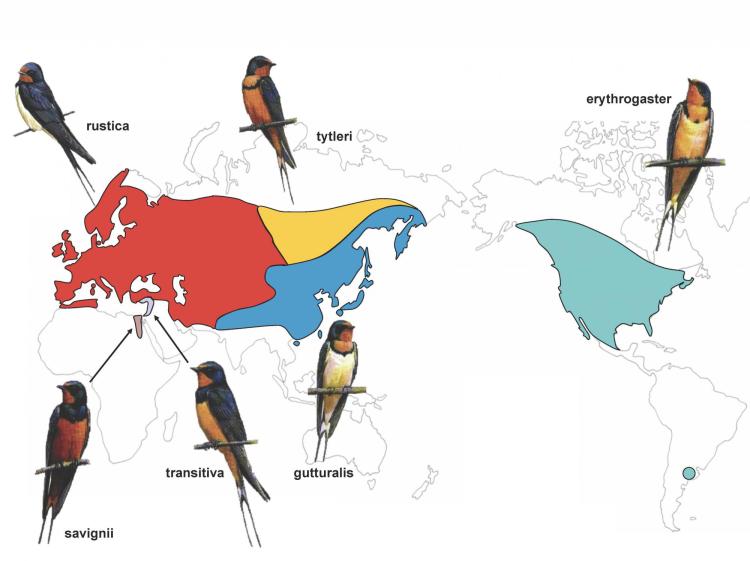 Map of the different barn swallow species