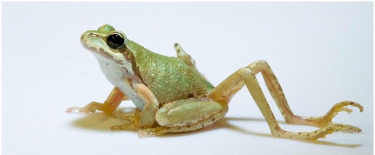 P. regalia frog with two extra legs