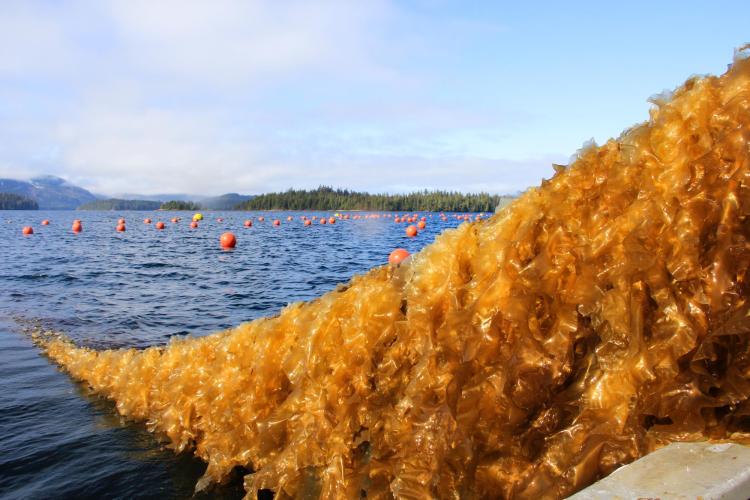 sugar kelp line