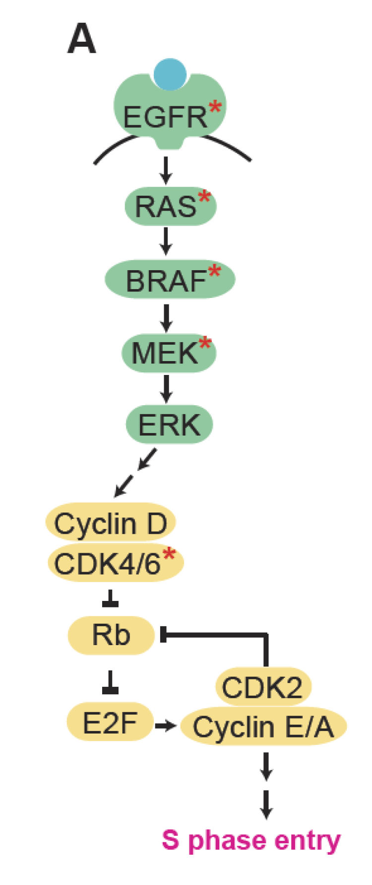 Schematic of MAPK signaling (green) driving cell-cycle entry (yellow). Red stars mark targets to be drugged in the proposed work.