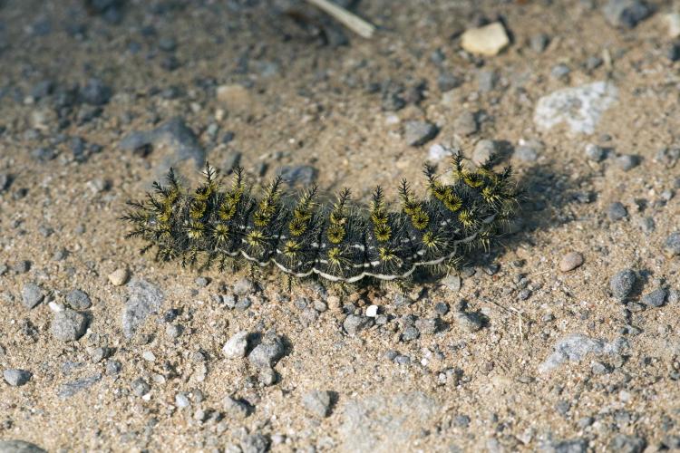 First spurge hawk moth identified in Denver - Axios Denver