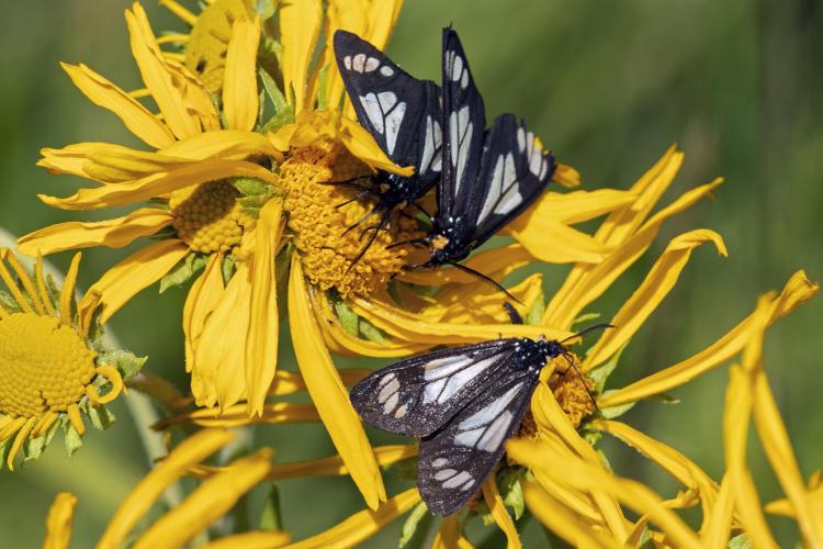 First spurge hawk moth identified in Denver - Axios Denver