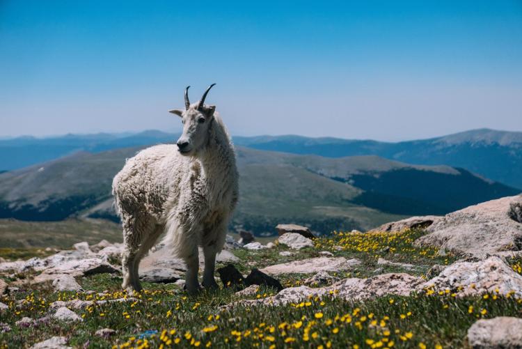 Introduced mountain goats have colonized much of the land above