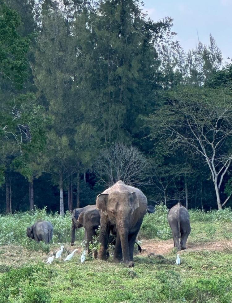 Elephants in Kui Buri National Park