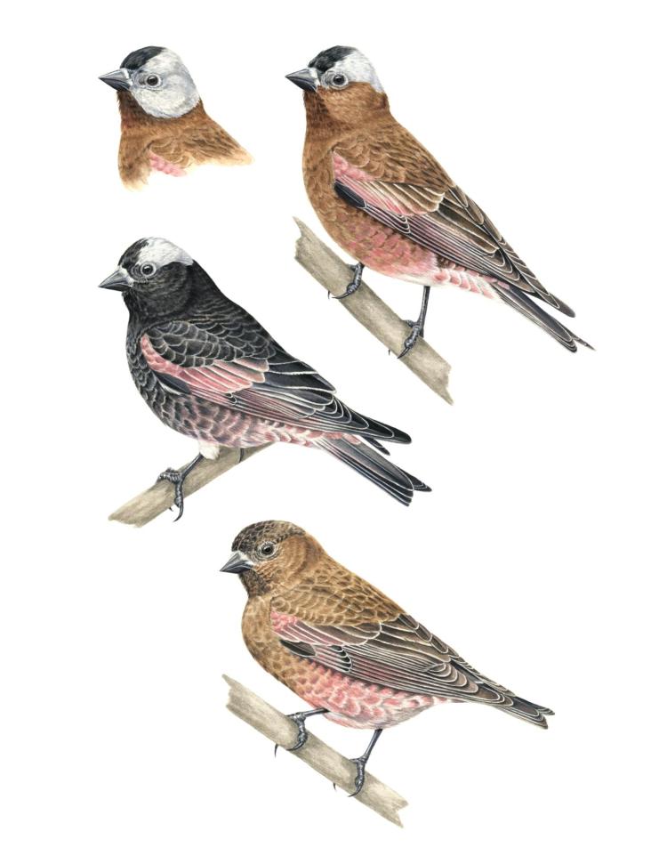 Rosy finches.