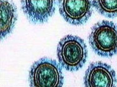 A microscopic view of the Epstein-Barr virus.