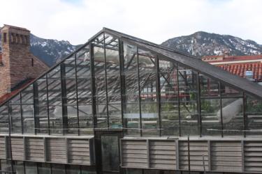 The greenhouse on the roof of the Ramaley Biology building is partly obscured from view at ground level. Up on the roof, it enjoys the full benefit of those famous 300 days of Boulder sunshine annually. Photo by Laura Kriho.