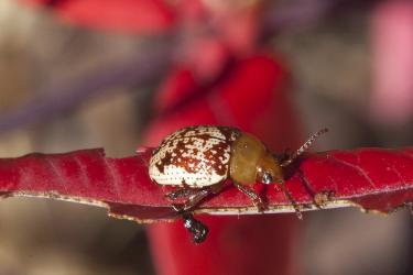 Larval and adult sumac flea beetles consume sumac leaves to get both nutrition and chemical defenses