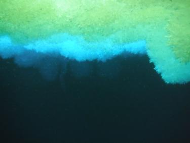 Under the Antarctic sea ice