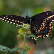 A beautiful male swallowtail butterfly.