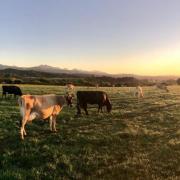 Stock photograph of some farmland