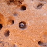 Anthophora pueblo bee in sandstone