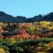 Clones of aspen with striking colors above Horse Park Ranch 