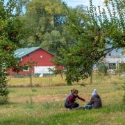 Apple orchard in Boulder, CO