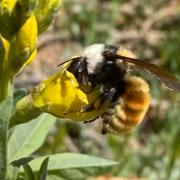 white-shouldered bumblebee on yellow goldenbanner flower