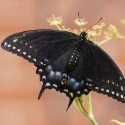 Black swallowtails 