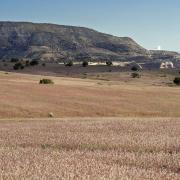 cheatgrass