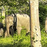 Asian elephants in Thailand's Kui Buri National Park 