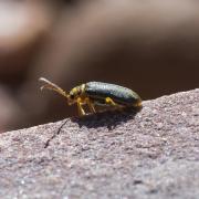 Elm Leaf Beetle