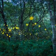 Fireflies in the forest