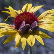 Firemoth blanketflower