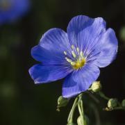 Bright blossoms of Lewis flax are seen from the plains to tree line