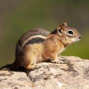 Golden-mantled ground squirrels sound an alarm call that warns not only squirrels but marmots as well