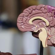 Model of a human brain