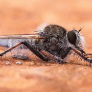 Keg Knoll Robber Fly