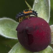Larval ladybug