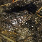 Brown Leopard frog