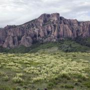 Virtually free of herbivory, locoweed flourishes beneath the needles of Soap Creek.