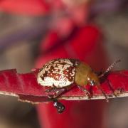 Sumac flea beetles make good use of a distasteful host plant