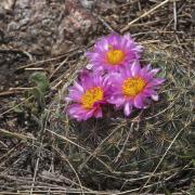 Single mountain ball cactus blooming with pink flowers