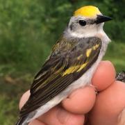 Photograph of the newly discovered warbler hybrid