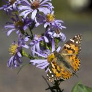 Painted lady image