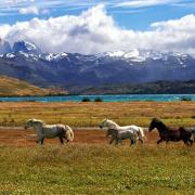 Horses running in Patagonian field by lake