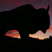 Buffalo in the sunset