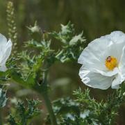 Prickly Poppy Paid