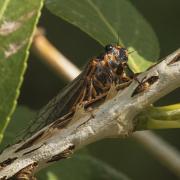 Putnam Cicadas