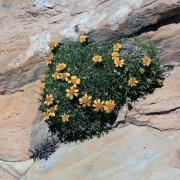 A stemless four-nerve daisy growing from a sandstone crevice